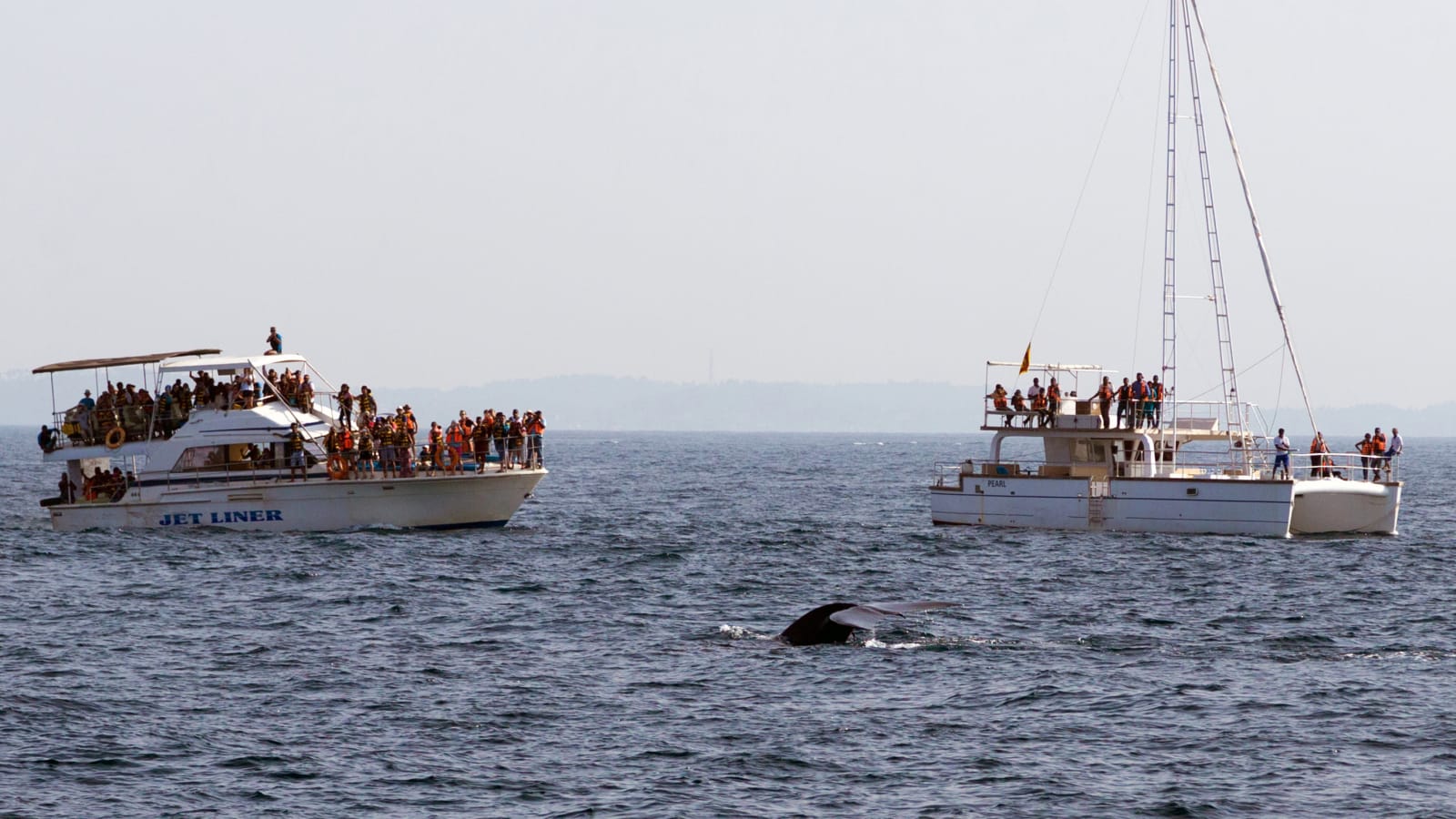 Whale watching tour