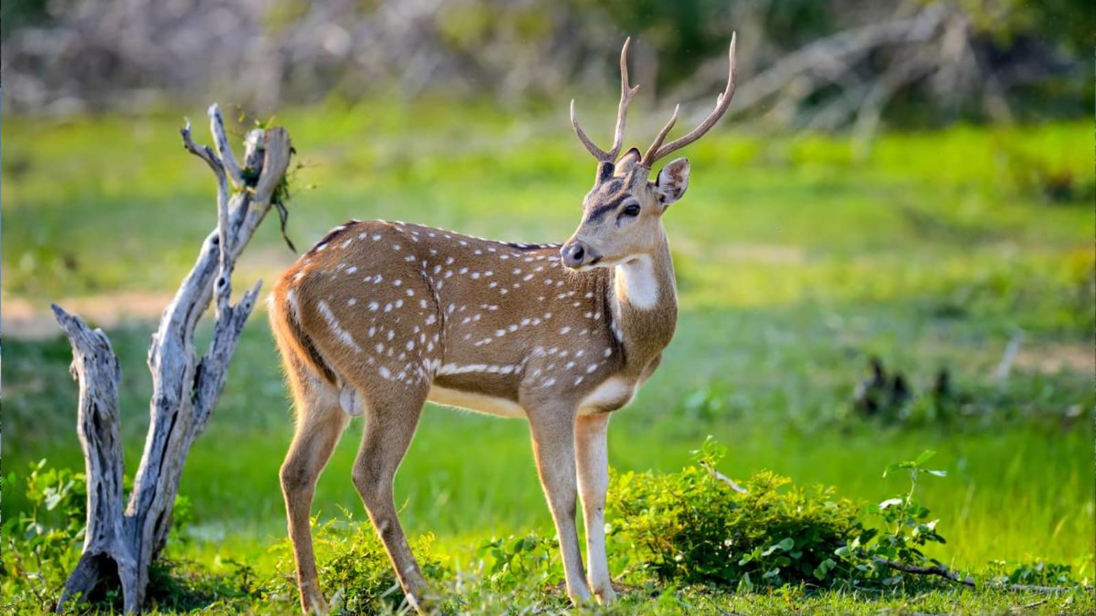 Spotted deer in the wild