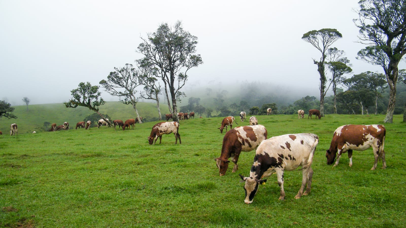 Cows grazing in Nuwara Eliya