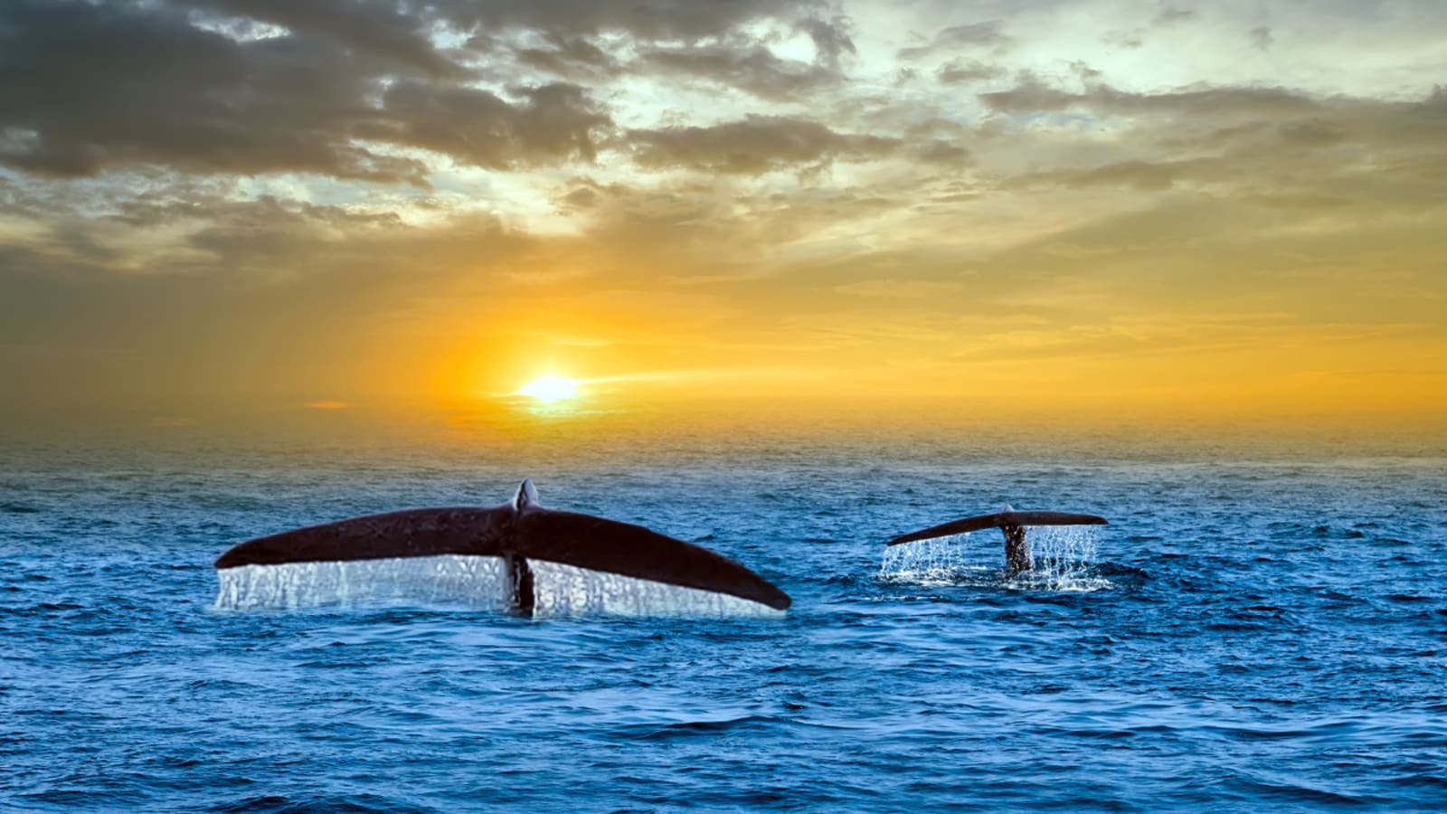 Whale tail splashing water
