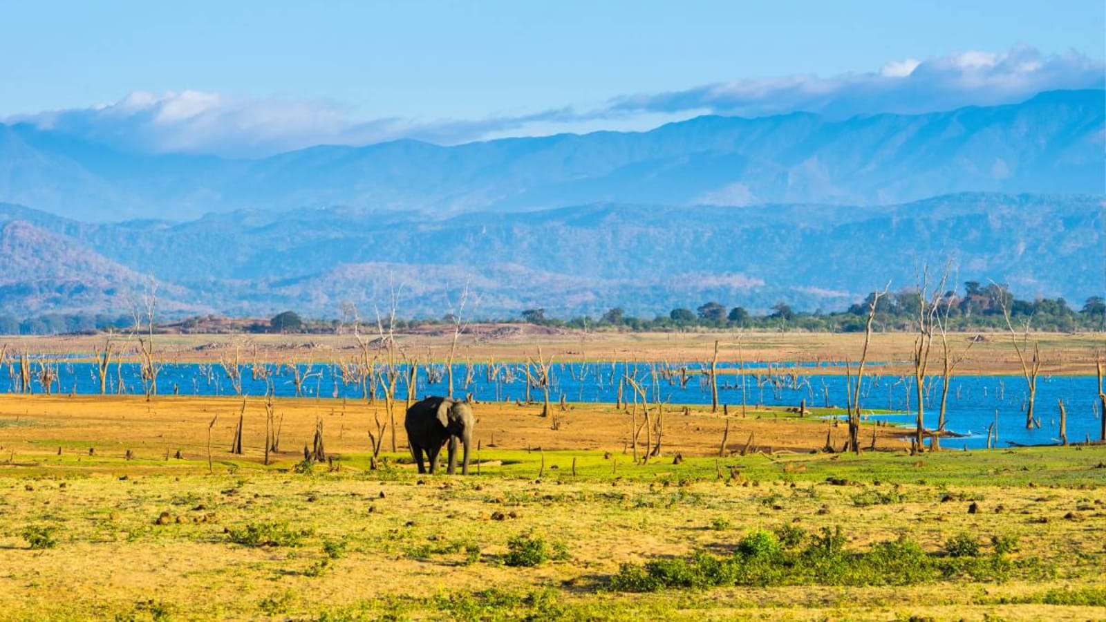 Elephant grazing near the reservoir