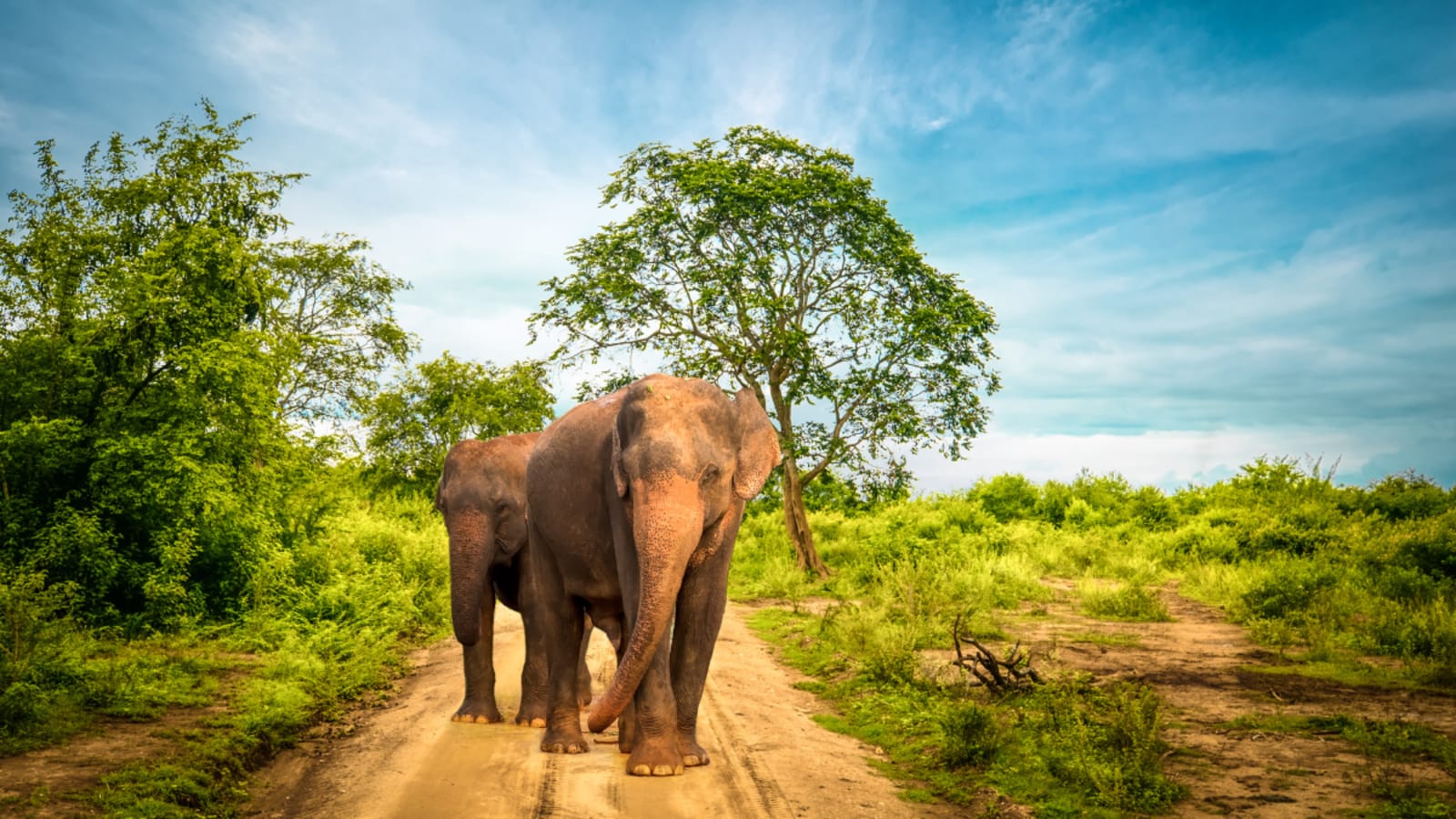 Elephants on the path