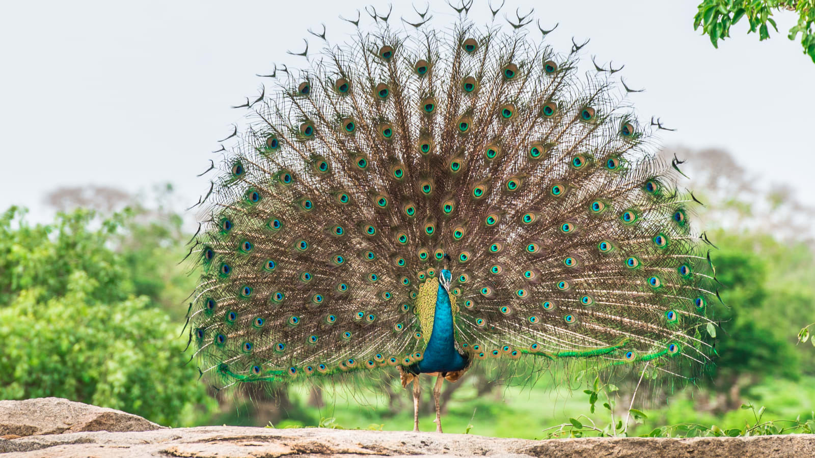 Peacock in forest