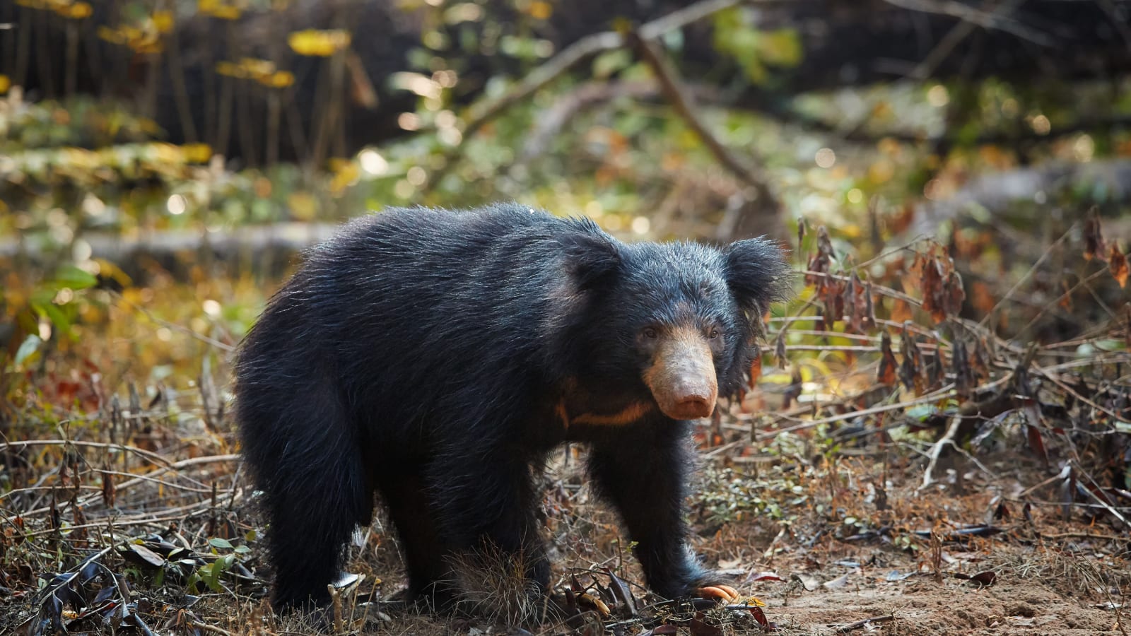 Sloth bear on forest path