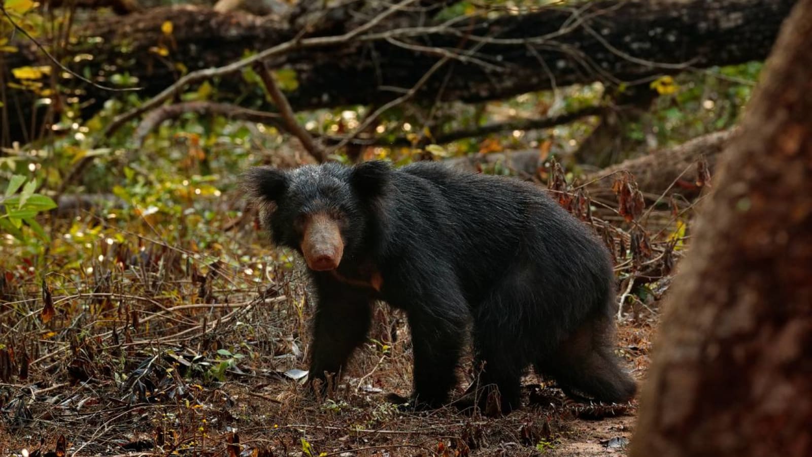 A sloth bear in the wild