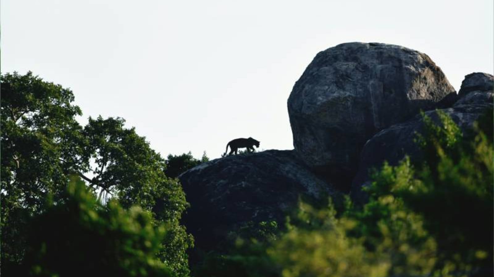 Leopard silhouetted by the sun