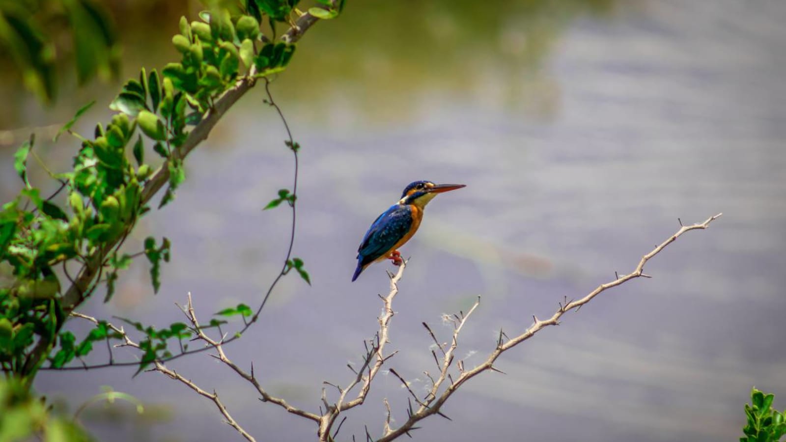 Scenic river safari in Galle
