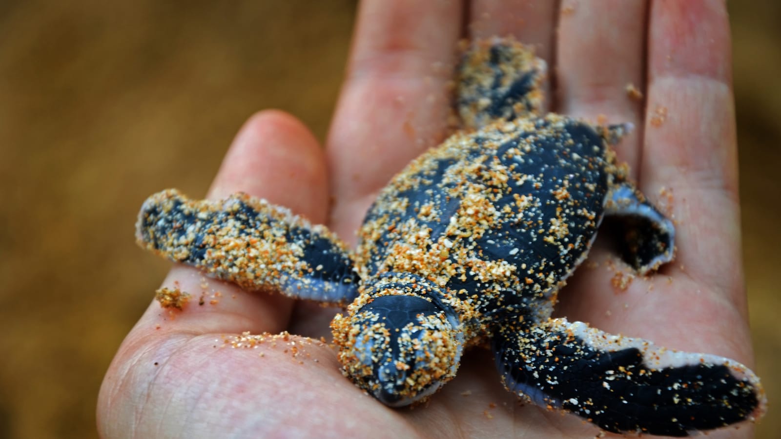 Turtle hatchery down south