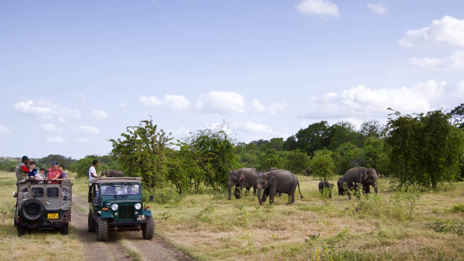 Jeep observing elephants