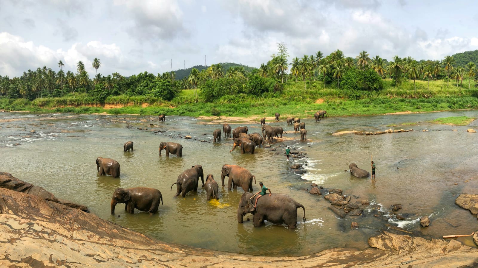 Elephants in Pinnawala