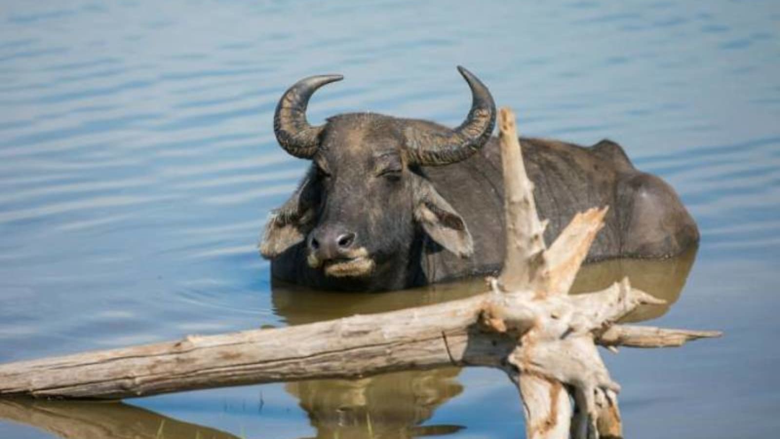 Water buffalo in Udawalawe
