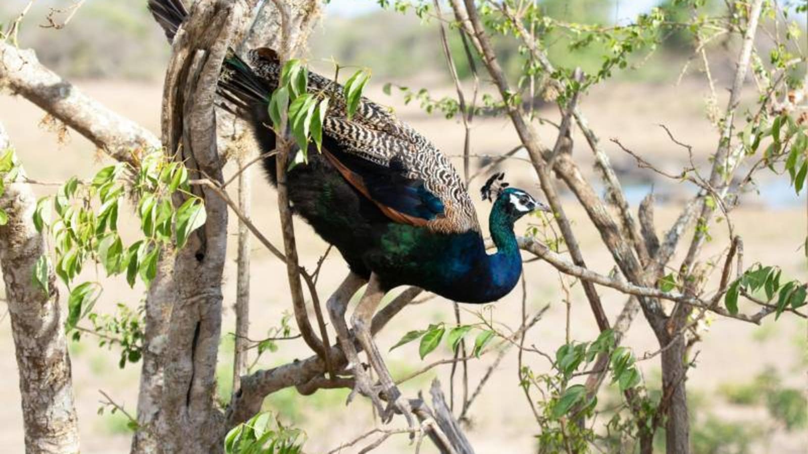 Peacock in Yala