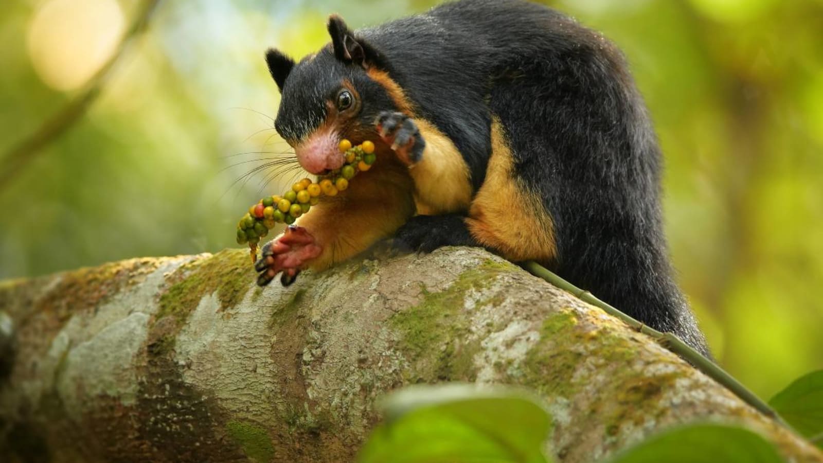 Giant Squirrel in a national park