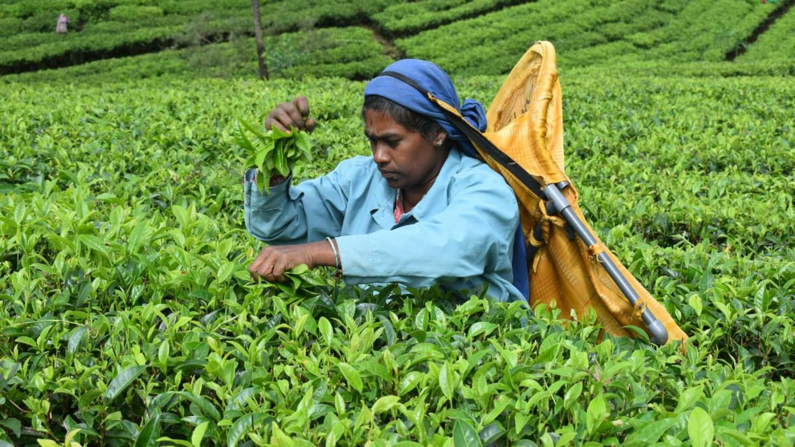 Tea plucker surrounded by tea bushes