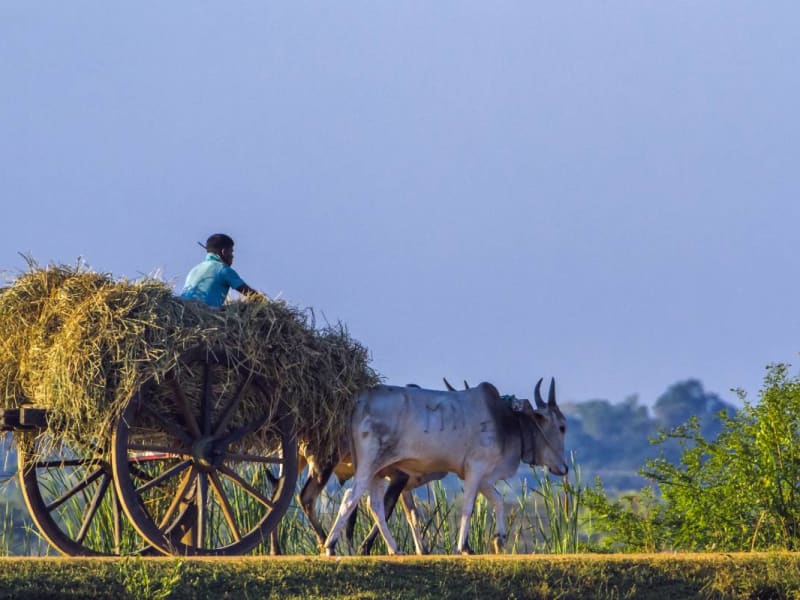Local life in Anuradhapura