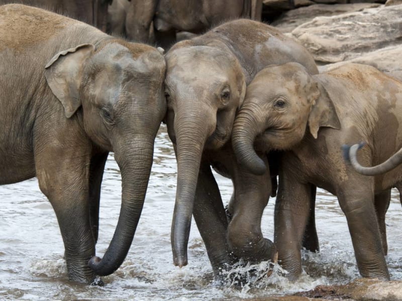 Baby elephants playing in water