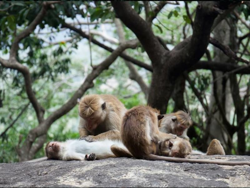Views from Dambulla Rock
