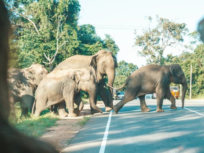 Elephant herd in Dambulla