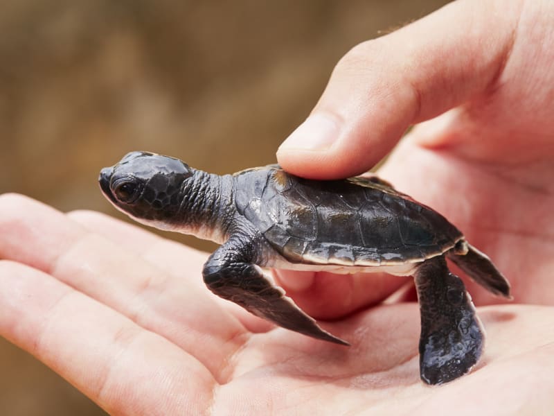 Baby turtles on the south coast