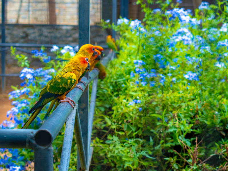 Birds in Hambantota