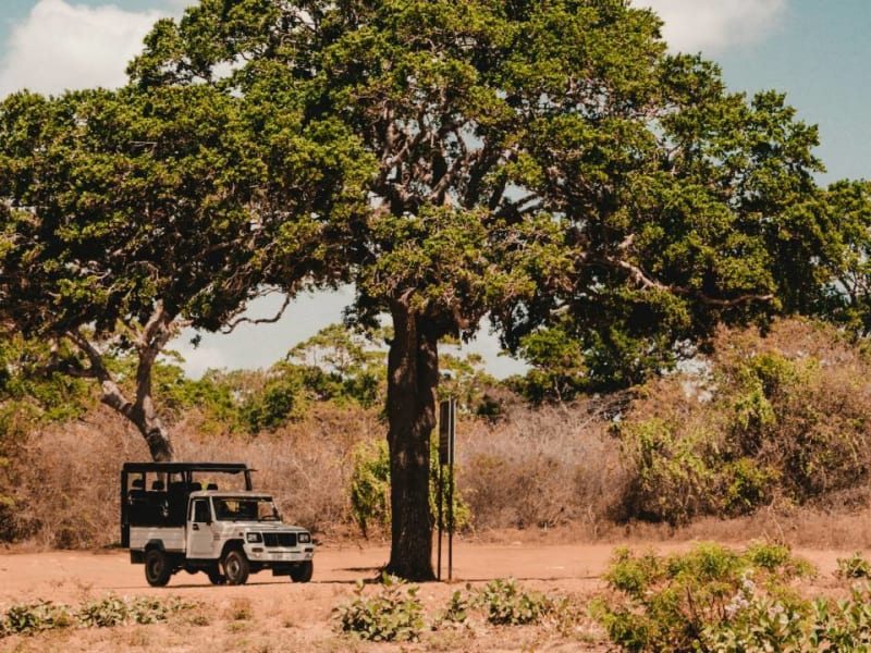 Safari from Hambantota