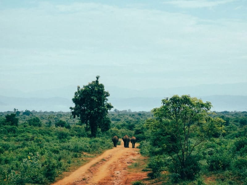 Wildlife encounters