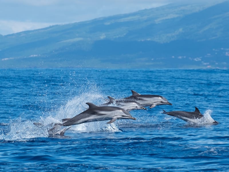 Dolphins in Kalpitiya