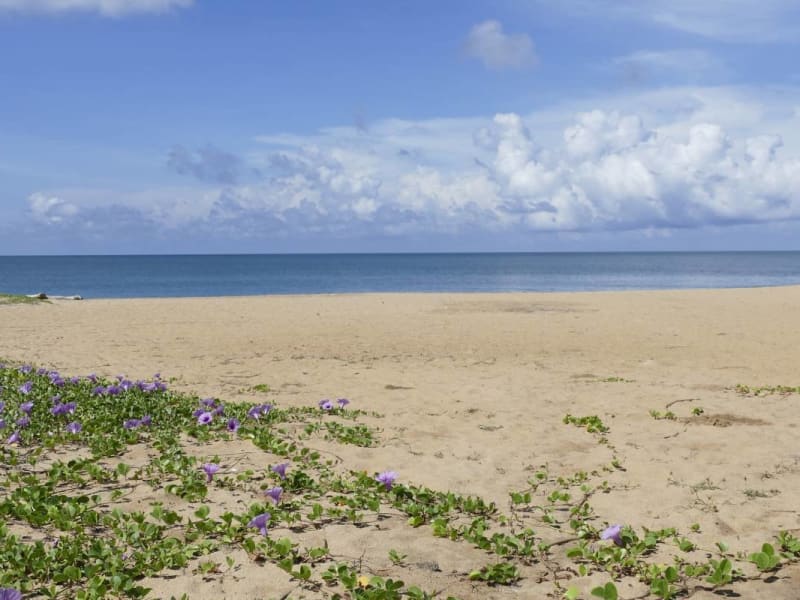 The sandy Alankuda Beach