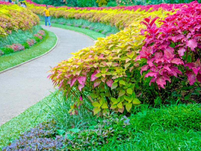 Colourful paths of Peradeniya