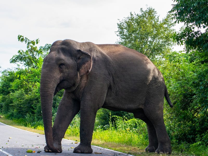 A gentle giant by the roadside