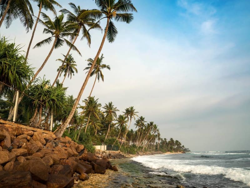 Palm trees at the sea shore