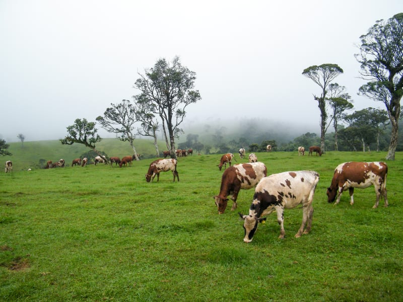 Cows grazing on grass