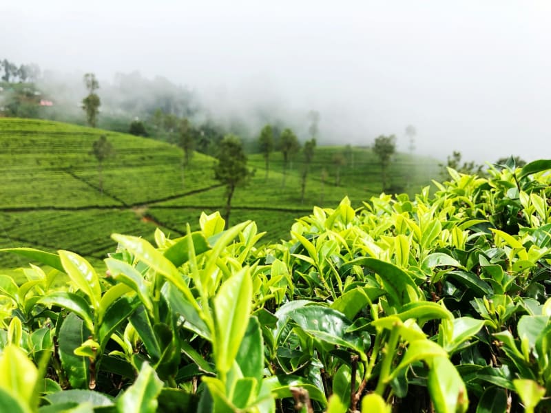 Tea fields under morning mist