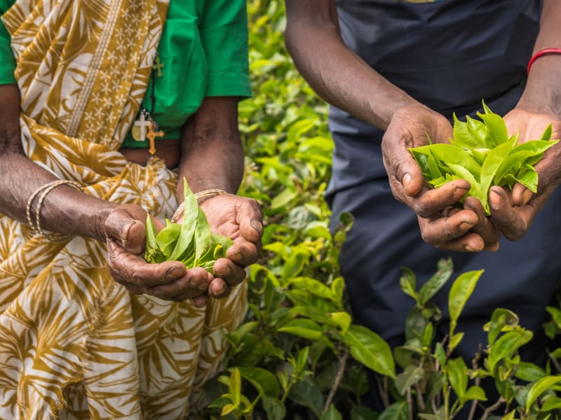 Tea pluckers holding tea leaves