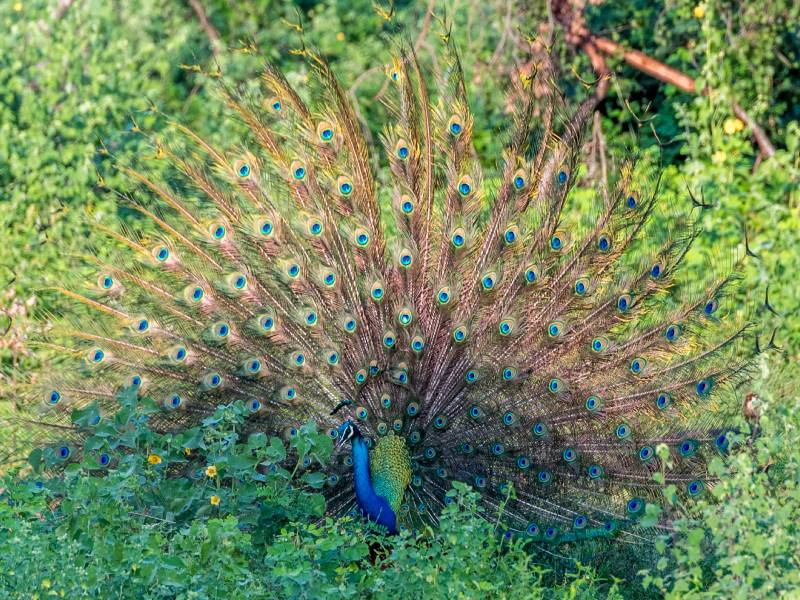 peacock-udawalawe
