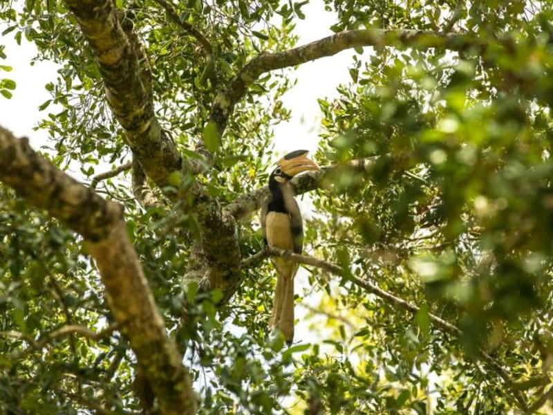 Bird hiding among the trees