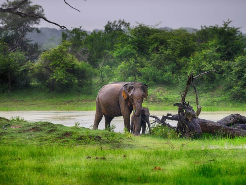Close-up of elephant in bush