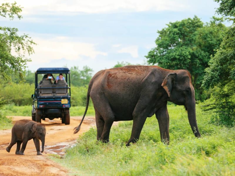 Jeep safari vehicle