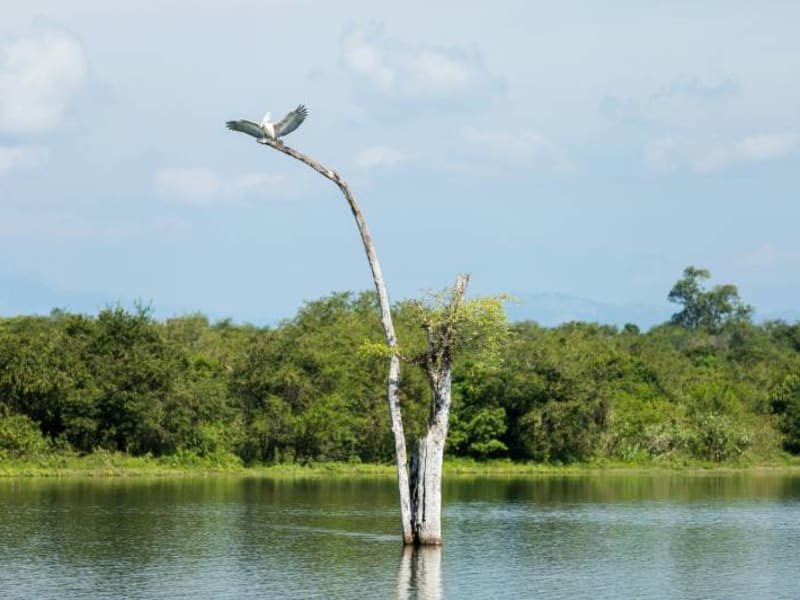 Bird perched on a submerged stick