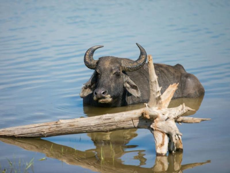Water buffalo in Udawalawe