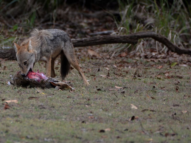 A jackal with it prey