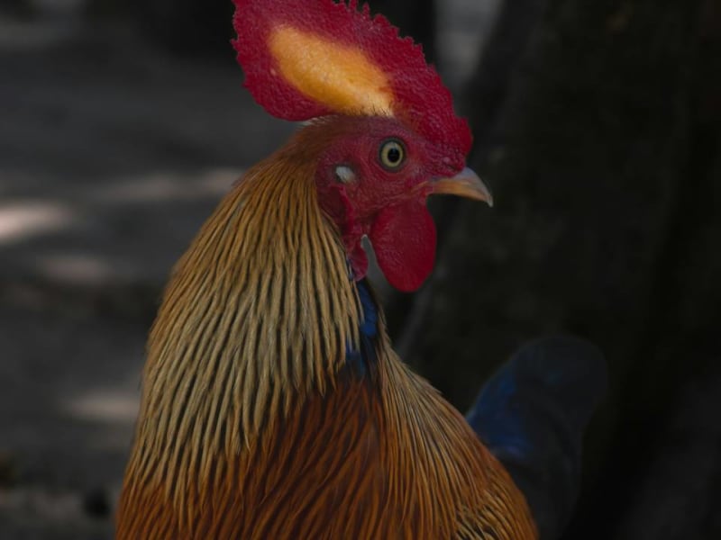 Colourful junglefowl