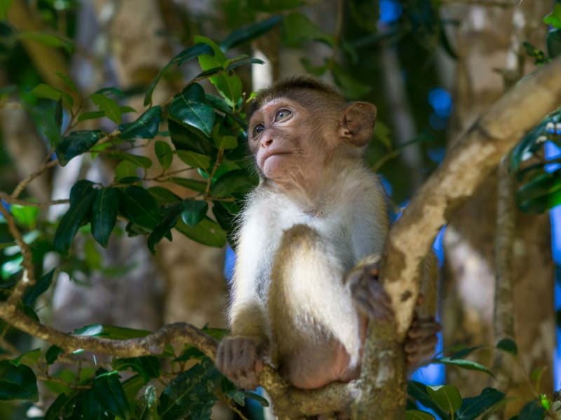 Monkey on a tree