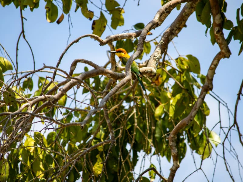 Böhm's bee-eater in Wilpattu