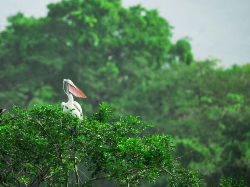 Bird perched on a tree