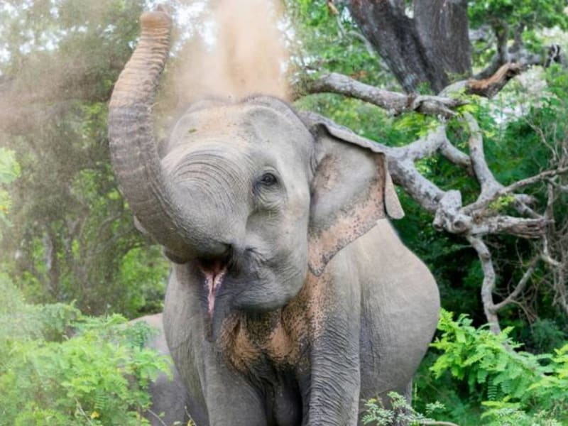Elephant in Yala