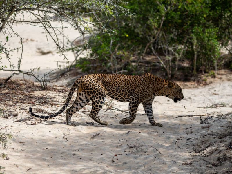 Elusive Sri Lankan leopard