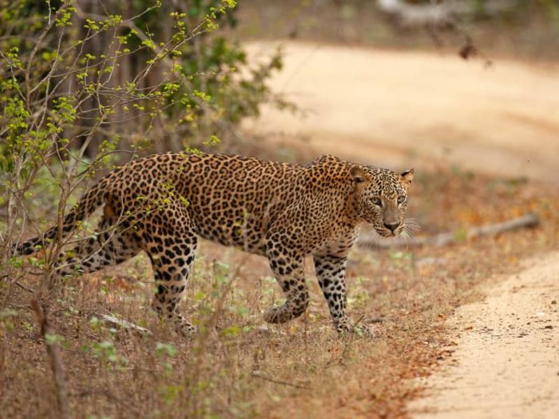 An elusive leopard