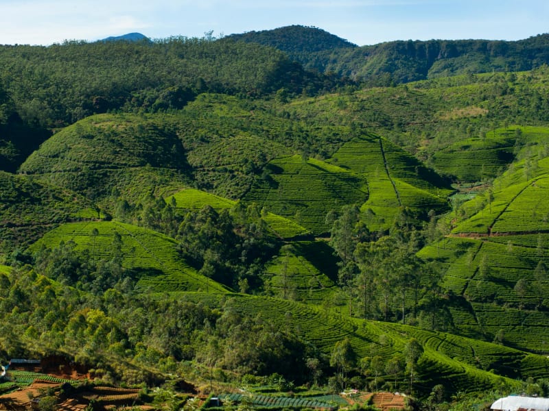 Tea estates in Nuwara Eliya