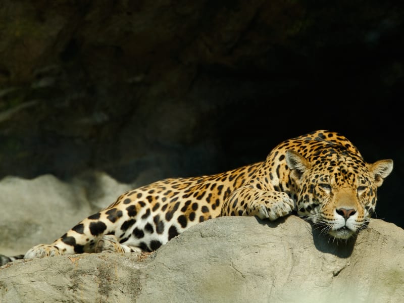 Leopard resting in Yala National Park